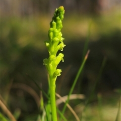 Microtis unifolia (Common Onion Orchid) at Tinderry, NSW - 4 Dec 2024 by Csteele4