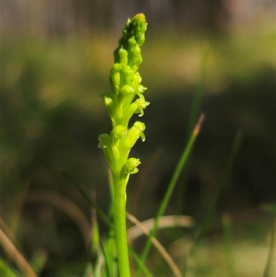 Microtis unifolia (Common Onion Orchid) at Tinderry, NSW - 4 Dec 2024 by Csteele4