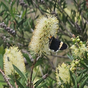 Eutrichopidia latinus (Yellow-banded Day-moth) at Tinderry, NSW by Csteele4