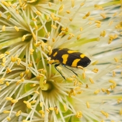 Castiarina australasiae (A jewel beetle) at Tinderry, NSW - 4 Dec 2024 by Csteele4
