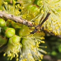 Enchoptera apicalis at Tinderry, NSW - 4 Dec 2024 by Csteele4