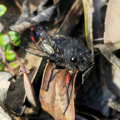 Yoyetta sp. nr spectabilis at Tinderry, NSW - 4 Dec 2024 by Csteele4