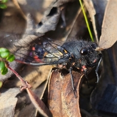 Yoyetta sp. nr spectabilis at Tinderry, NSW - 4 Dec 2024 04:56 PM