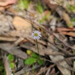 Lagenophora stipitata (Common Lagenophora) at Tinderry, NSW - 4 Dec 2024 by Csteele4