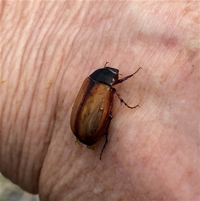 Phyllotocus rufipennis (Nectar scarab) at Googong, NSW - 3 Dec 2024 by Wandiyali