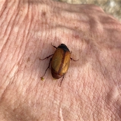 Sericesthis geminata at Googong, NSW - suppressed