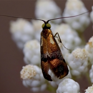 Nemophora laurella at Bungonia, NSW - 26 Nov 2024