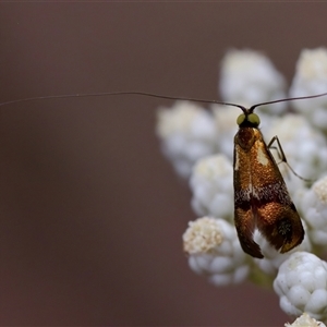 Nemophora laurella at Bungonia, NSW - 26 Nov 2024