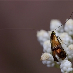 Nemophora laurella at Bungonia, NSW - 26 Nov 2024