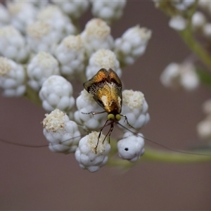 Nemophora laurella at Bungonia, NSW - 26 Nov 2024