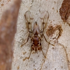 Cardiacera sp. (genus) (Scarab Fly) at Bungonia, NSW - 26 Nov 2024 by KorinneM