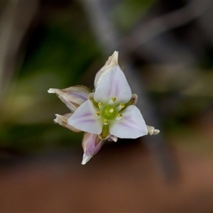 Laxmannia gracilis at Bungonia, NSW - 26 Nov 2024