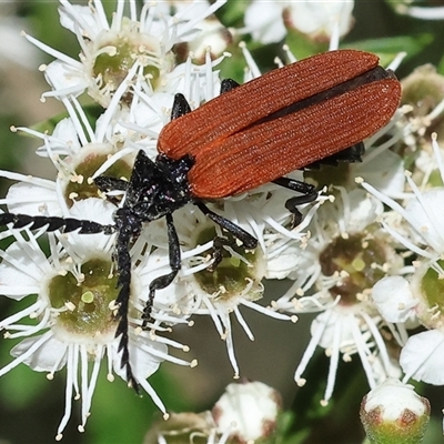 Porrostoma rhipidium (Long-nosed Lycid (Net-winged) beetle) at Yackandandah, VIC - 2 Dec 2024 by KylieWaldon