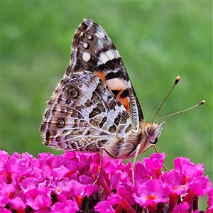 Vanessa kershawi (Australian Painted Lady) at Braidwood, NSW by MatthewFrawley