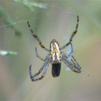 Plebs bradleyi (Enamelled spider) at West Hobart, TAS - 4 Dec 2024 by VanessaC