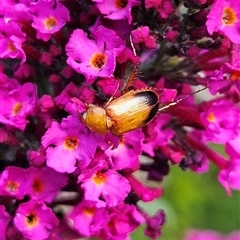 Phyllotocus macleayi (Nectar scarab) at Braidwood, NSW - 4 Dec 2024 by MatthewFrawley