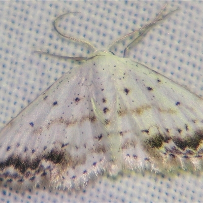 Scopula innocens (A Geometrid moth (Sterrhinae) at Sheldon, QLD - 18 Jan 2008 by PJH123