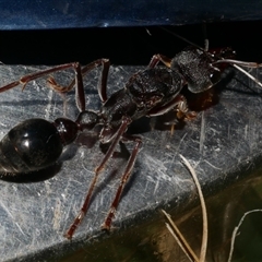 Myrmecia pyriformis (A Bull ant) at Freshwater Creek, VIC - 10 Apr 2020 by WendyEM