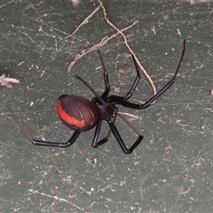 Latrodectus hasselti (Redback Spider) at Macarthur, ACT - 4 Dec 2024 by RodDeb