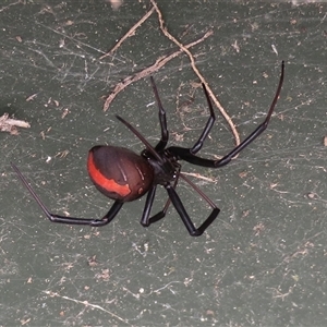 Latrodectus hasselti at Macarthur, ACT - 4 Dec 2024