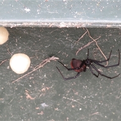 Latrodectus hasselti at Macarthur, ACT - 4 Dec 2024 04:28 PM