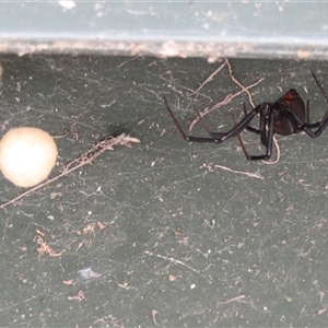 Latrodectus hasselti at Macarthur, ACT - 4 Dec 2024