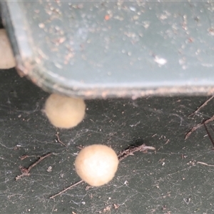 Latrodectus hasselti at Macarthur, ACT - 4 Dec 2024