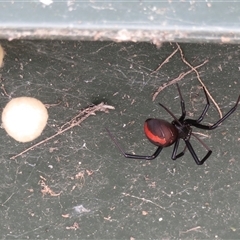 Latrodectus hasselti at Macarthur, ACT - 4 Dec 2024