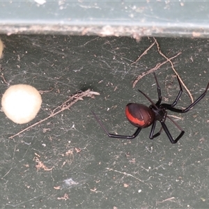 Latrodectus hasselti at Macarthur, ACT - 4 Dec 2024