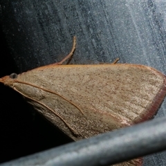 Ocrasa acerasta (A Pyralid moth) at Freshwater Creek, VIC - 10 Apr 2020 by WendyEM