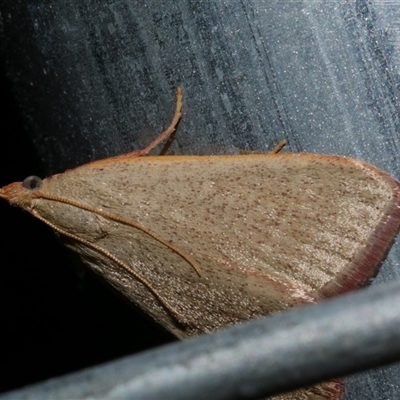 Ocrasa acerasta (A Pyralid moth) at Freshwater Creek, VIC - 10 Apr 2020 by WendyEM