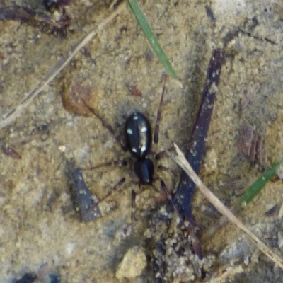 Zodariidae (family) (Ant spider or Spotted ground spider) at West Hobart, TAS - 4 Dec 2024 by VanessaC