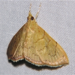 Hyalobathra crenulata (A Pyralid moth (Pyralinae) at Sheldon, QLD - 18 Jan 2008 by PJH123