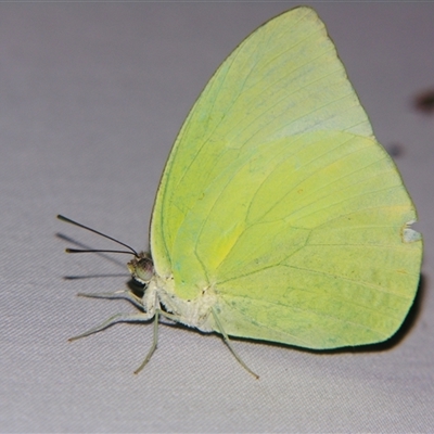 Pieris rapae at Sheldon, QLD - 18 Jan 2008 by PJH123