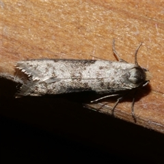 Lepidoscia (genus) ADULT (A Case moth) at Freshwater Creek, VIC - 10 Apr 2020 by WendyEM