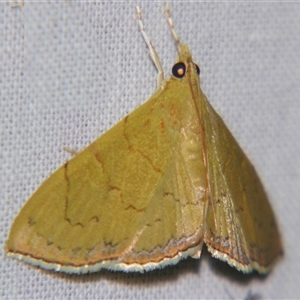 Hyalobathra crenulata (A Pyralid moth (Pyralinae) at Sheldon, QLD by PJH123