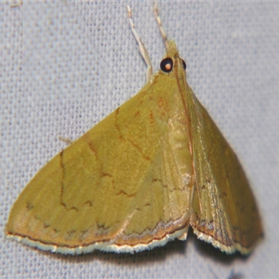 Hyalobathra crenulata (A Pyralid moth (Pyralinae) at Sheldon, QLD - 18 Jan 2008 by PJH123