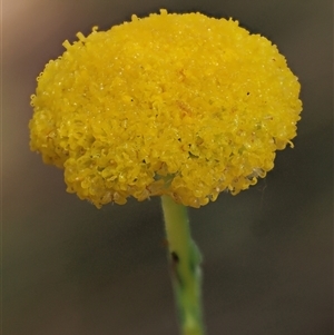 Craspedia aurantia var. jamesii at Uriarra Village, ACT - suppressed