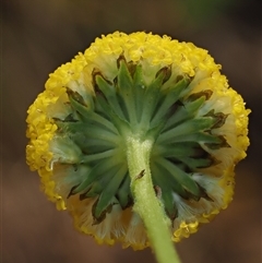 Craspedia aurantia var. jamesii at Uriarra Village, ACT - suppressed