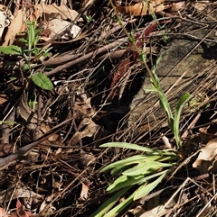 Craspedia aurantia var. jamesii at Uriarra Village, ACT - suppressed