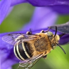 Amegilla (Zonamegilla) asserta (Blue Banded Bee) at Evatt, ACT - 3 Dec 2024 by LeahC