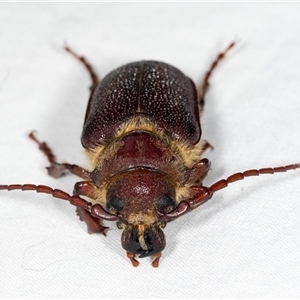 Sceleocantha glabricollis at Higgins, ACT - 3 Dec 2024 12:00 PM