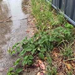 Rubus anglocandicans (Blackberry) at Higgins, ACT - 4 Dec 2024 by Untidy