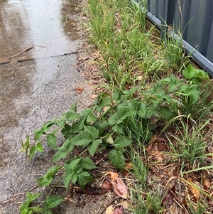 Rubus anglocandicans (Blackberry) at Higgins, ACT by Untidy