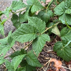 Rubus anglocandicans at Higgins, ACT - 4 Dec 2024