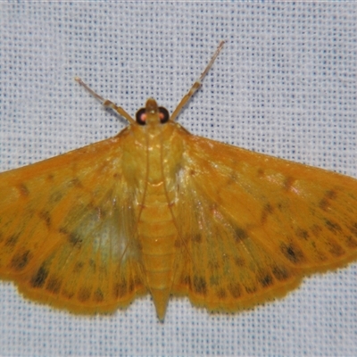 Pleuroptya balteata (A Crambid moth) at Sheldon, QLD - 18 Jan 2008 by PJH123