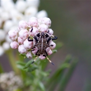 Oncocoris geniculatus (A shield bug) at Bungonia, NSW by KorinneM