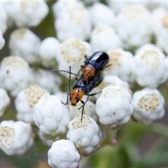 Adoxia sp. (genus) (Leaf beetle) at Bungonia, NSW - 26 Nov 2024 by KorinneM