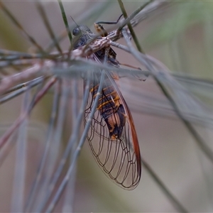 Yoyetta sp. (genus) at Bungonia, NSW - 26 Nov 2024