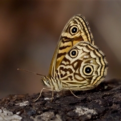 Geitoneura acantha (Ringed Xenica) at Bungonia, NSW - 26 Nov 2024 by KorinneM